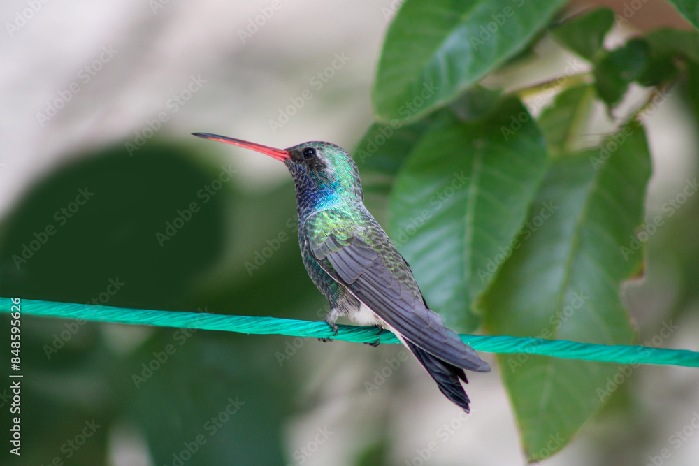 Fototapeta premium hummingbird on a branch