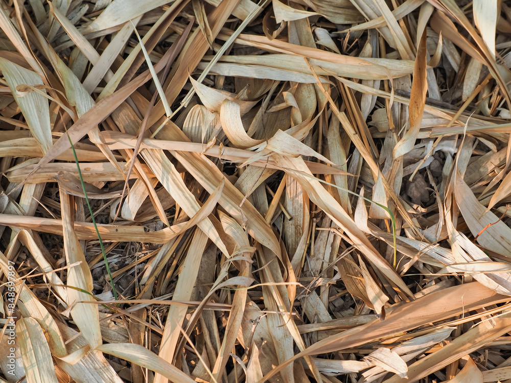 Dry bamboo leaf texture for a simple, minimalist natural background. Dry bamboo leaf texture for a simple, minimalist natural background.