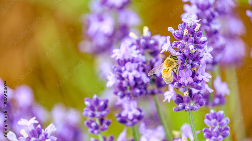 Fototapeta premium ラベンダーにとまるミツバチ