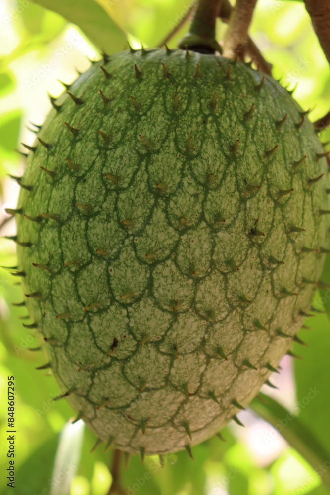 Soursop fruit with its peculiar, pointed thorns. Soursop fruit with its peculiar, pointed thorns.