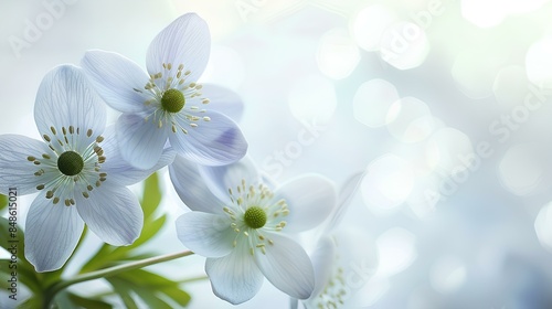 Against a backdrop of pristine white, the first spring flowers, Anemone hepatica, emerge in solitary elegance, their delicate blooms and vibrant colors captured with precision by an HD camera