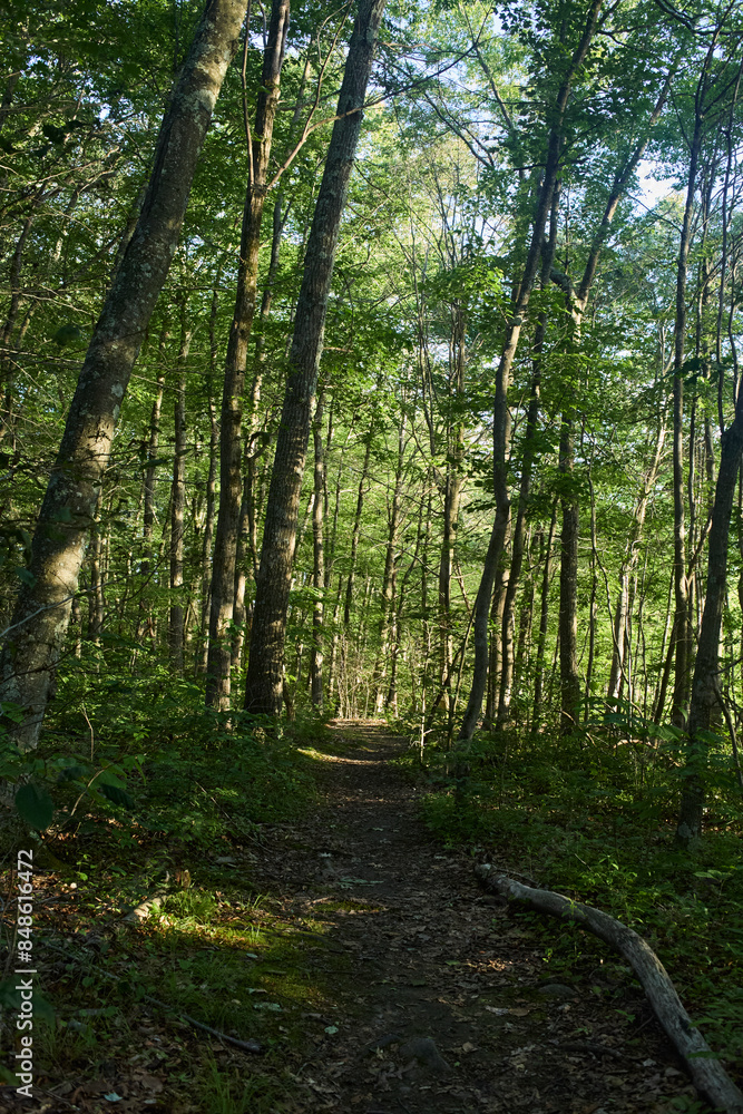 Obraz premium Footpath in the forest. Thick grove of green trees. 