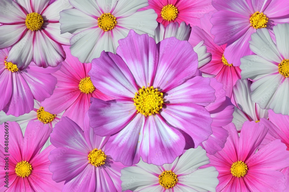 pink and white flowers pink and white flowers