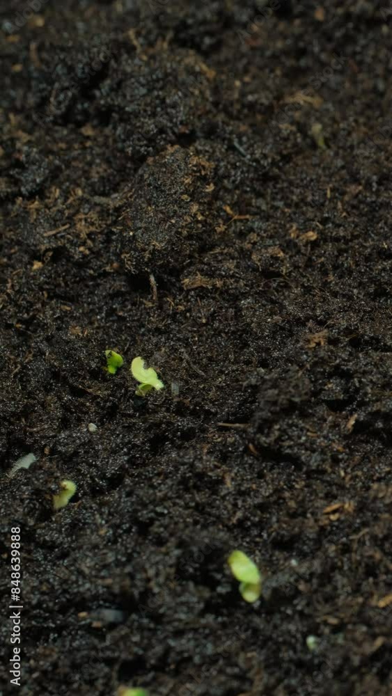 Growing seeds rising from soil vertical time lapse video. Growing seeds rising from soil vertical time lapse video.