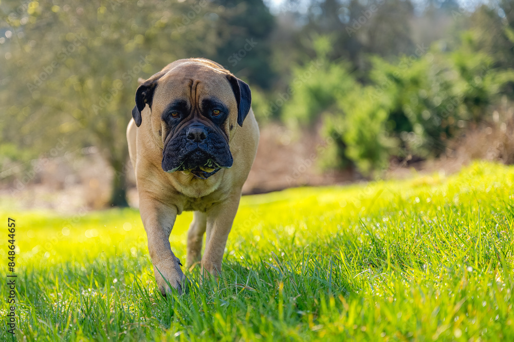 Fototapeta premium FAWN COLORED BULLMASTIFF WALKING TOWARDS THE CAMERA WITH CLEAR BRIGHT EYES AND STEPPING FROWARD WITH A BRIGHT GREN PARK BACKGROUND ON MERCER ISLAND WASHINGTON