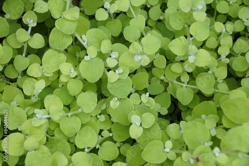 The lime green leaves of Helichrysum petiolare, also known as Licorice plant photo