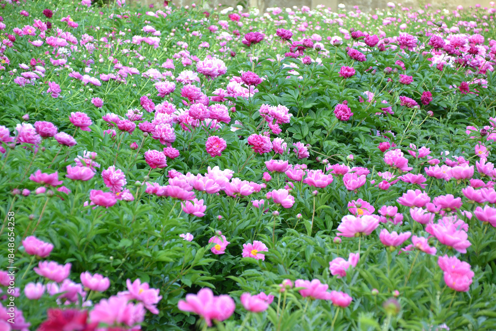 China, Luoyang, China Luoyang Peony Cultural Festival , pink, crimson peonies blooming
China, Luoyang, China Luoyang Peony Cultural Festival , pink, crimson peonies blooming