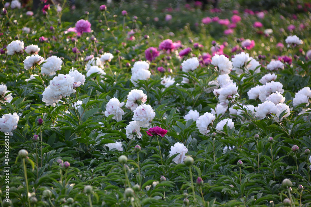 Obraz premium China, Luoyang, China Luoyang Peony Cultural Festival , white peonies blooming 