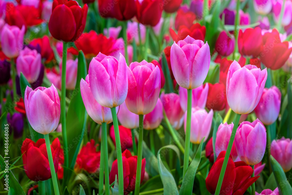 A field of colorful fresh full bloom tulip flower A field of colorful fresh full bloom tulip flower