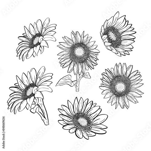 Line Art Beautiful Sunflowers Line for decoration crafts project, card, background and any design. Vector illustration about botanical nature.