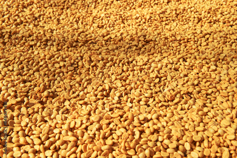 Close up of coffee beans drying in the sun Close up of coffee beans drying in the sun