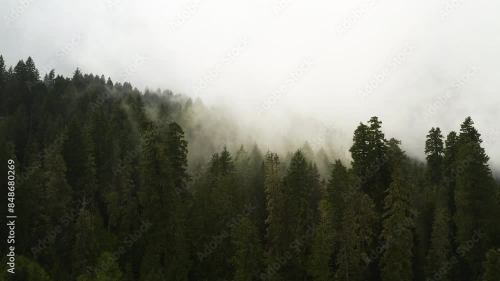 Drone dolly above wet humid forest with thick layer of fog rising up hillside Drone dolly above wet humid forest with thick layer of fog rising up hillside