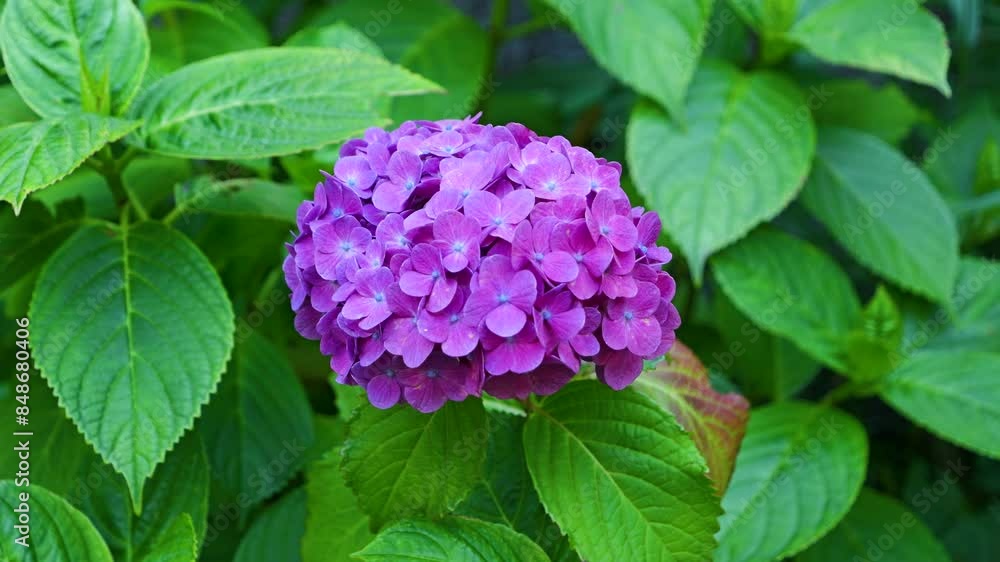 Lone beautiful hydrangea flower surrounded by green leaves in slow motion