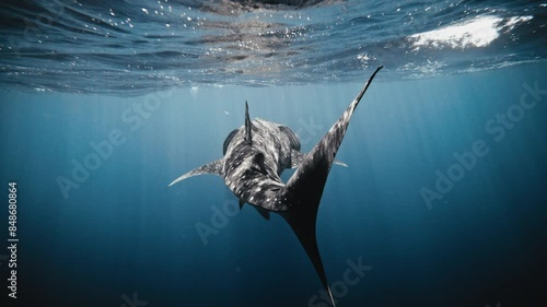 Tail fin of whale shark sways back and forth with light rays passing over body photo