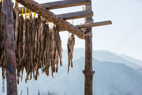 Pollack being dried in the winter wind. Gangwon-do Hwangtaedeokjang (Dried pollack, Theragra chalcogramma, Gadus chalcogrammus) photo