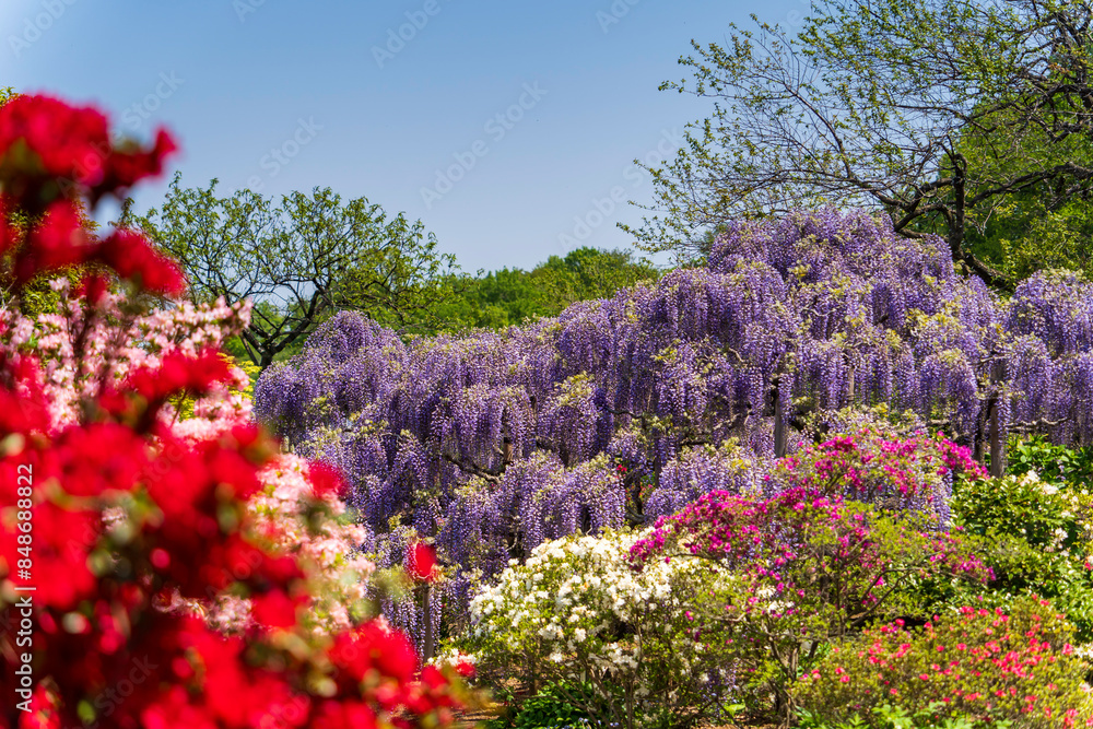 Obraz premium 満開の藤の花とつつじ