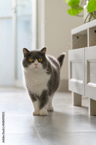 Cute British Shorthair cat, indoor shot