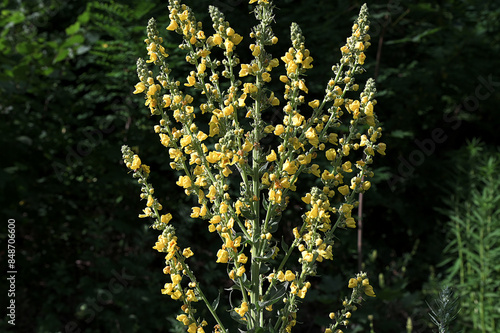 Verbascum lychnitis, mullein, velvet plant yellow flowers closeup photo