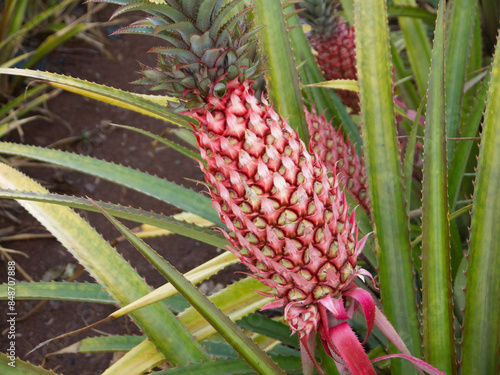 Ananas bracteatus red Hawaiian ripe pineapple with green leaves on the farm photo