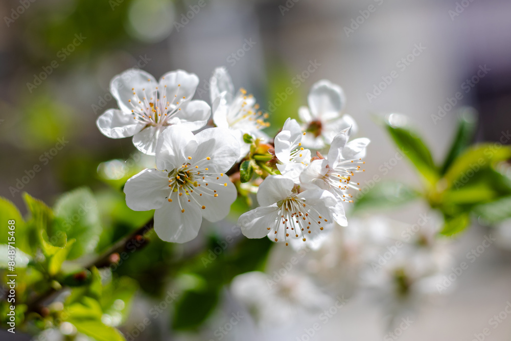 A blooming white cherry tree in the sunlight. Cherry branches on a sunny day against a blue sky background. Selective focus on cherry blossoms. Cherry blossoms on the background of the sky. A blooming white cherry tree in the sunlight. Cherry branches on a sunny day against a blue sky background. Selective focus on cherry blossoms. Cherry blossoms on the background of the sky.
