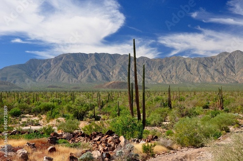 Cacti forest near Bahia de los Angelis, Baja California photo