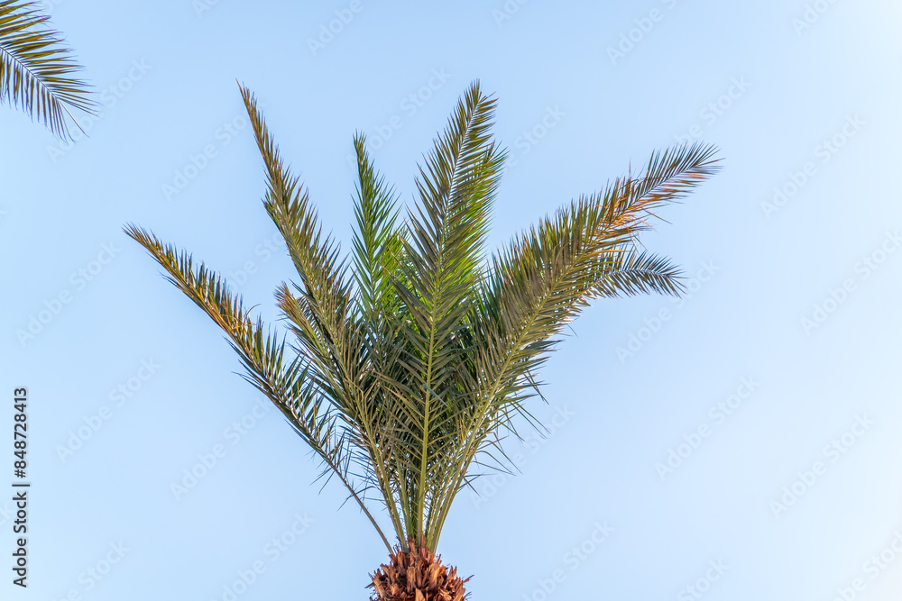 Palm tree with green leaves on blue background Palm tree with green leaves on blue background