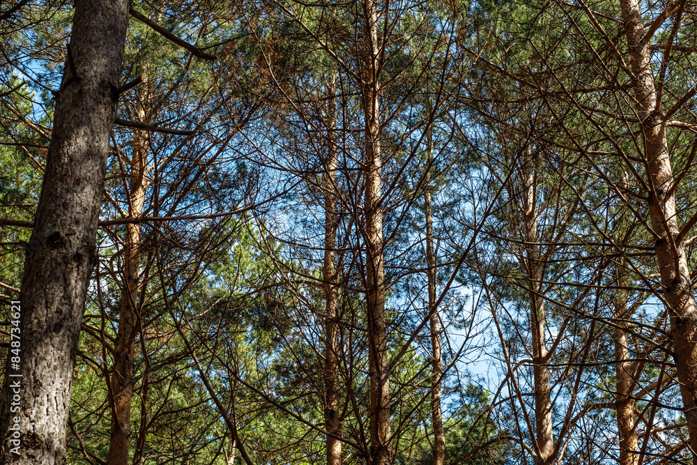 Pine trees canopy landscape in woodland. Pine trees canopy landscape in woodland.