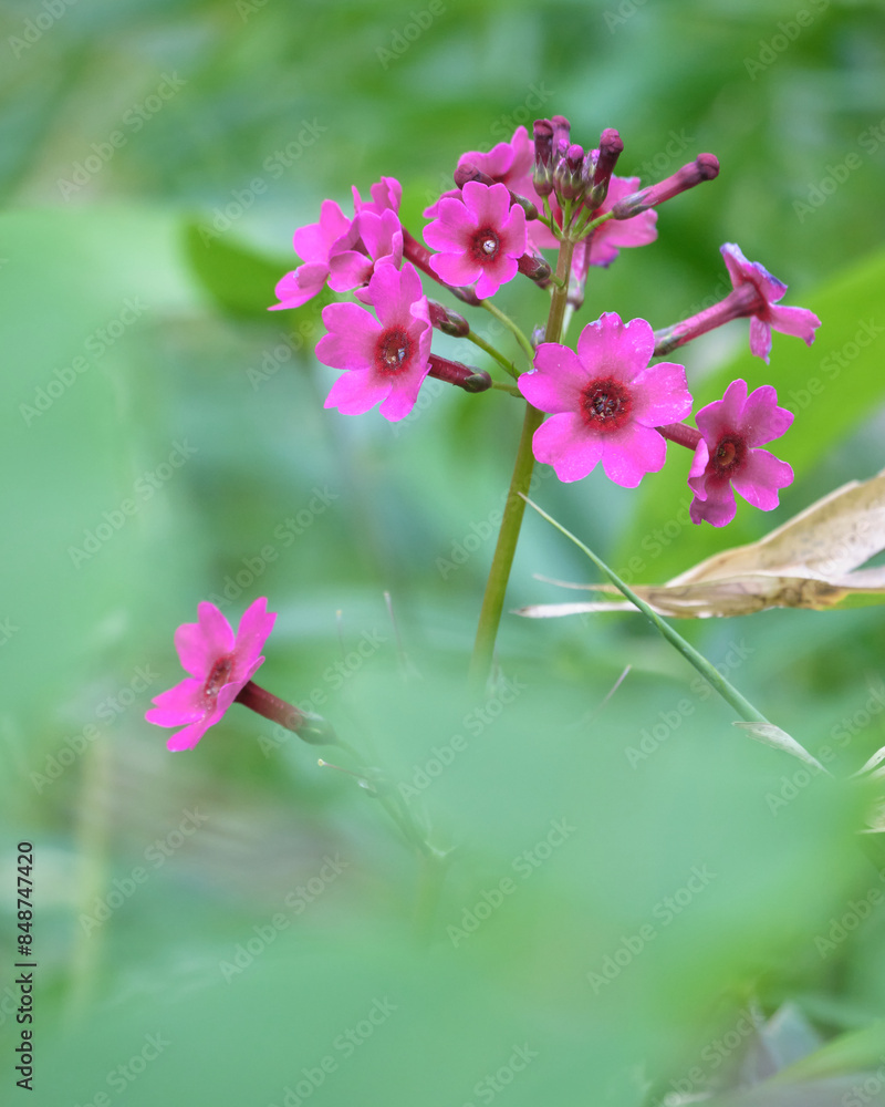 Φωτογραφία ピンク色のクリンソウ / Pink Japanese Primrose