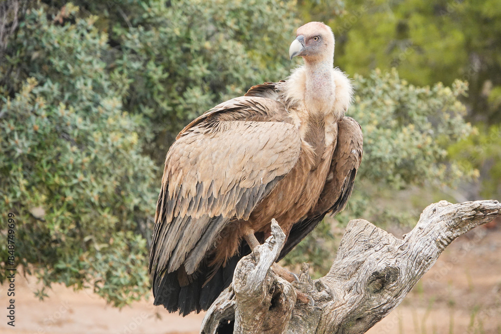 A large bird is perched on a tree branch A large bird is perched on a tree branch