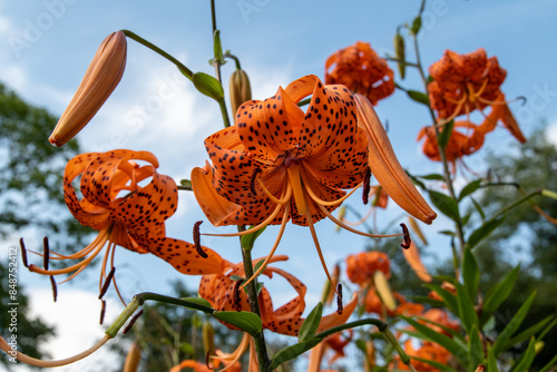 Bright orange flower of a tiger lily against a blue sky photo