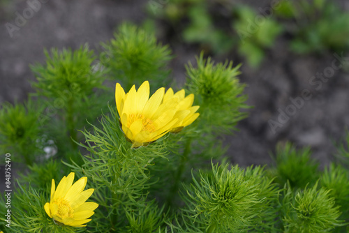 Obraz na płótnie Bright yellow Adonis blossom in the spring