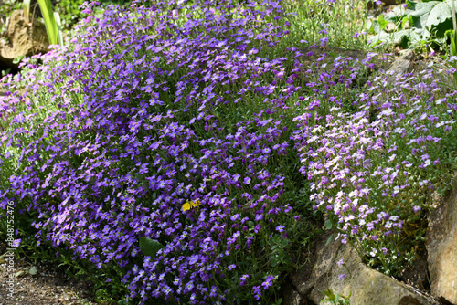 Rich flowering Aubrieta in the garden with decorative stone photo