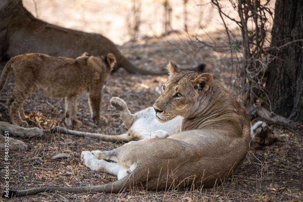 Obraz premium View of the lion family in South Luangwa National Park, Zambia, Africa