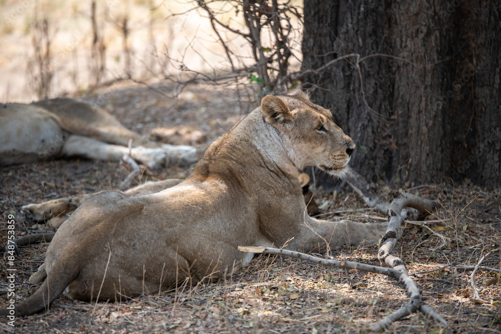 Fototapeta premium View of the lion family in South Luangwa National Park, Zambia, Africa