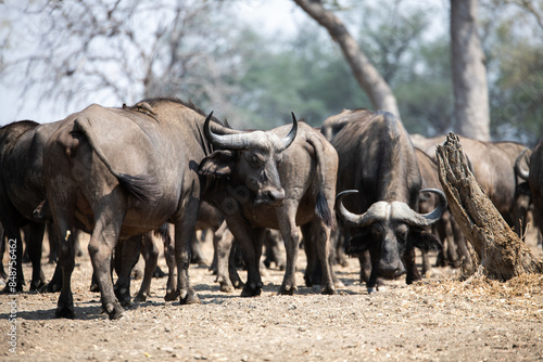 View of the buffalo in South Luangwa National Park, Zambia, Africa photo