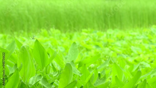 Green Leaves