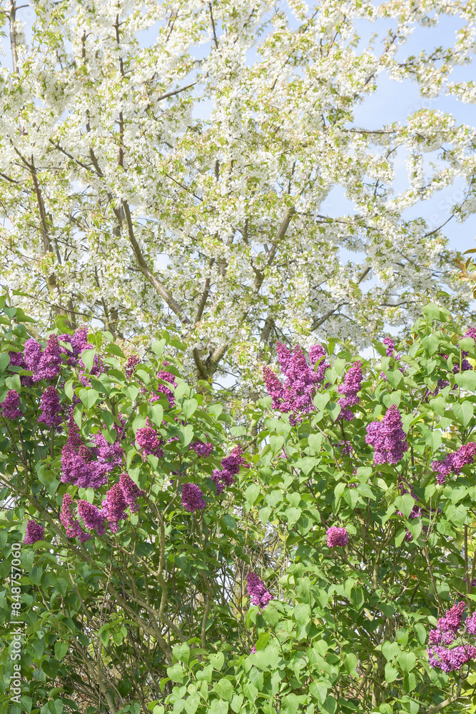 A Lilac flowers and apple tree with green leaves on a branch. close A Lilac flowers and apple tree with green leaves on a branch. close