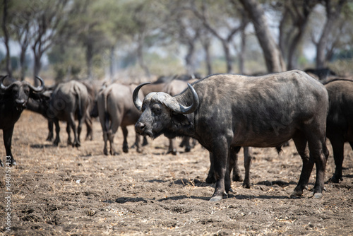 Wallpaper Mural View of the buffalo in South Luangwa National Park, Zambia, Africa Torontodigital.ca