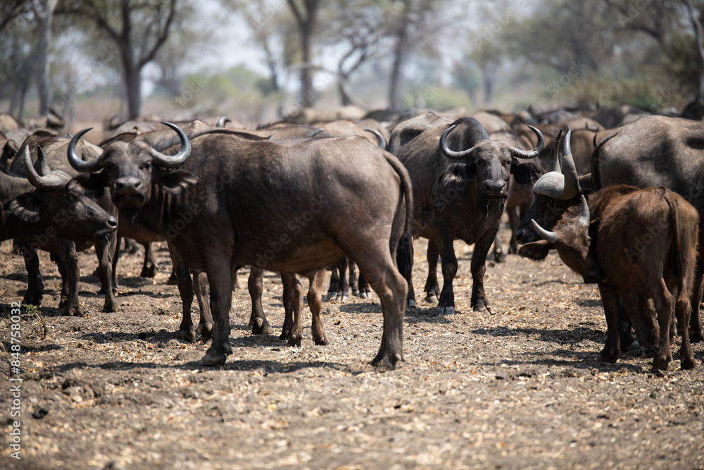 View of the buffalo in South Luangwa National Park, Zambia, Africa View of the buffalo in South Luangwa National Park, Zambia, Africa