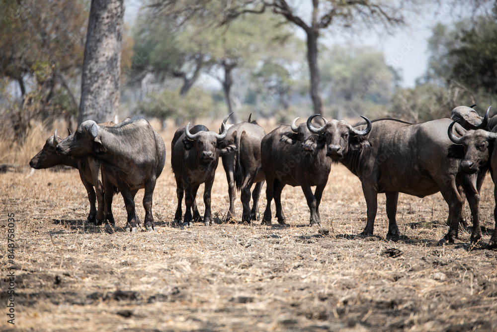 View of the buffalo in South Luangwa National Park, Zambia, Africa View of the buffalo in South Luangwa National Park, Zambia, Africa