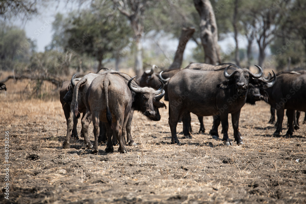 View of the buffalo in South Luangwa National Park, Zambia, Africa View of the buffalo in South Luangwa National Park, Zambia, Africa