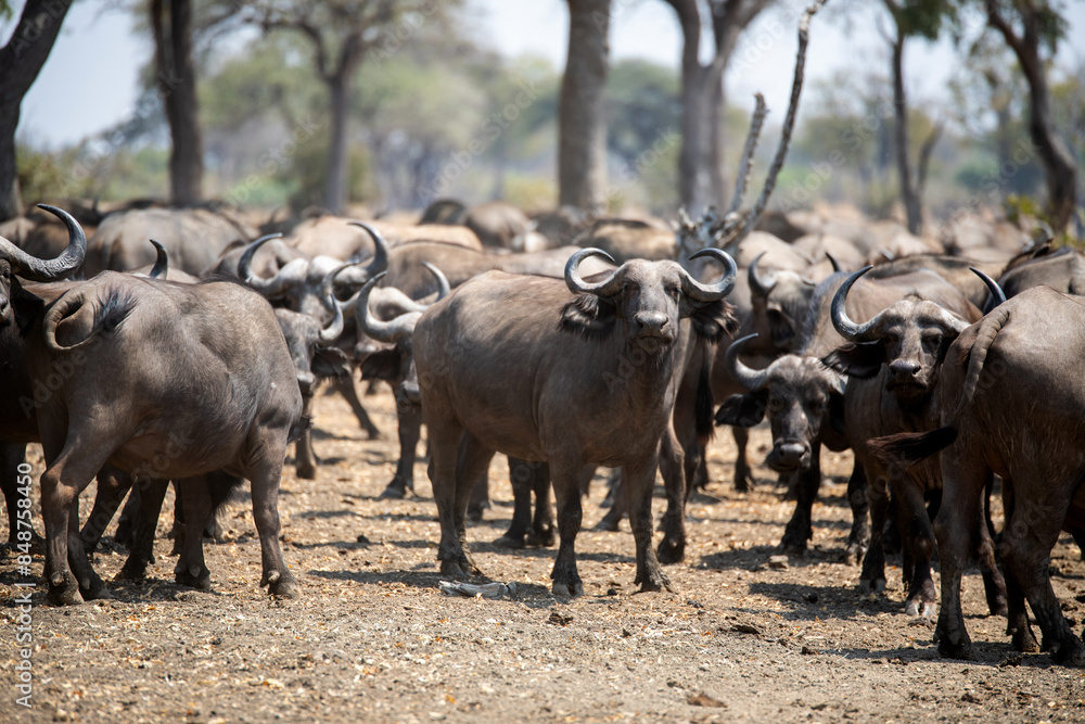 View of the buffalo in South Luangwa National Park, Zambia, Africa View of the buffalo in South Luangwa National Park, Zambia, Africa