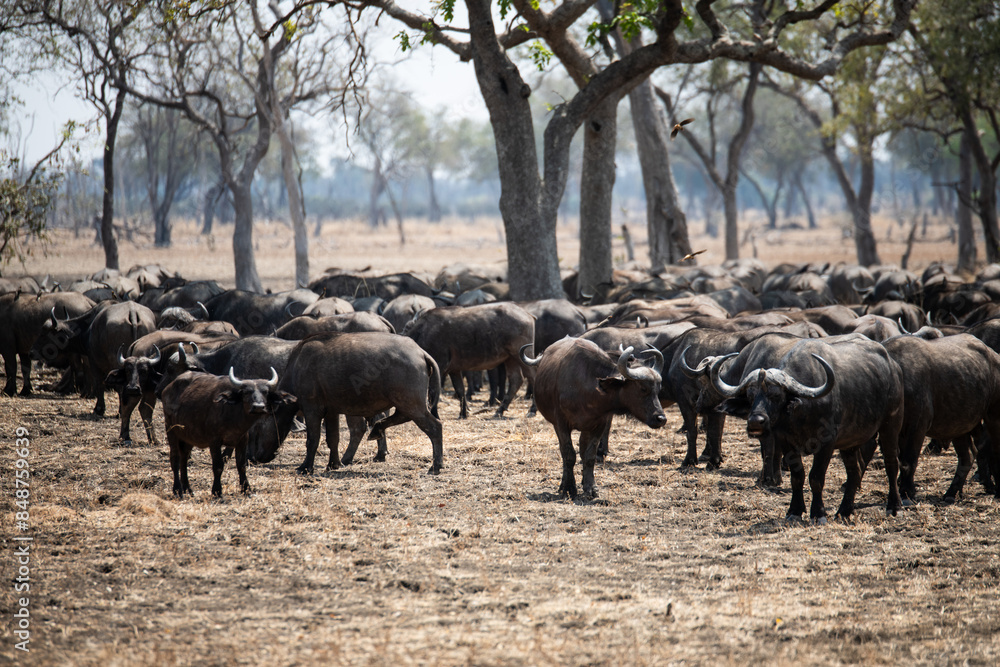 Fototapeta premium View of the buffalo in South Luangwa National Park, Zambia, Africa