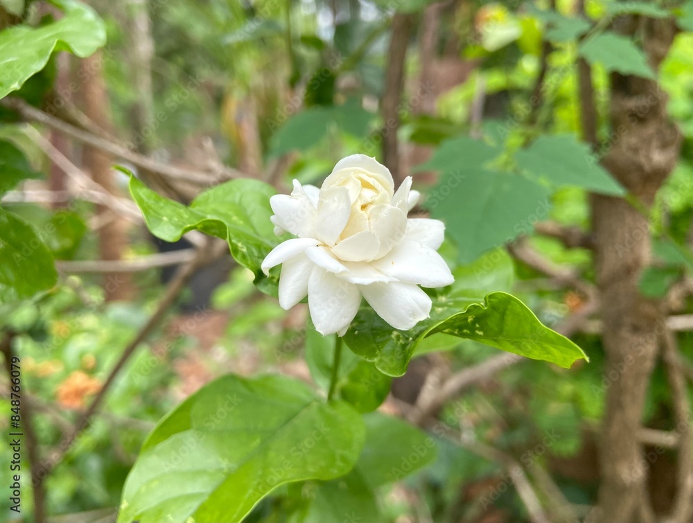White Jasmine flowers are blooming and sending their fragrance all the way inside the house. White Jasmine flowers are blooming and sending their fragrance all the way inside the house.