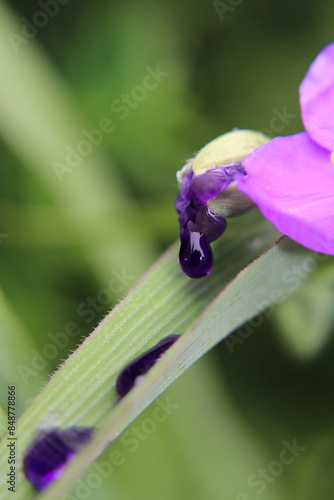 Purple raindrop dripping from spiderwort Trandescantia flower petal photo