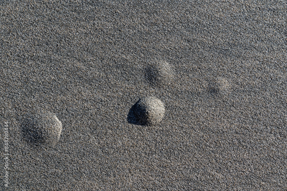 Sand bumps, what critter lies beneath?