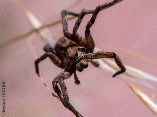 macro large spider sitting on a dry blade of grass with blurred background