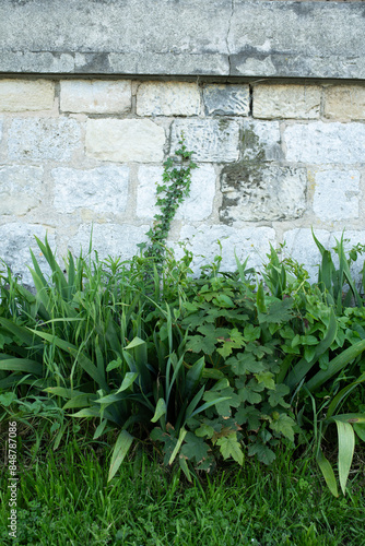 ivy and grass on wall