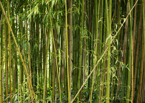 Bamboo Forest at Famous Painter's Water Garden in Giverny, France
