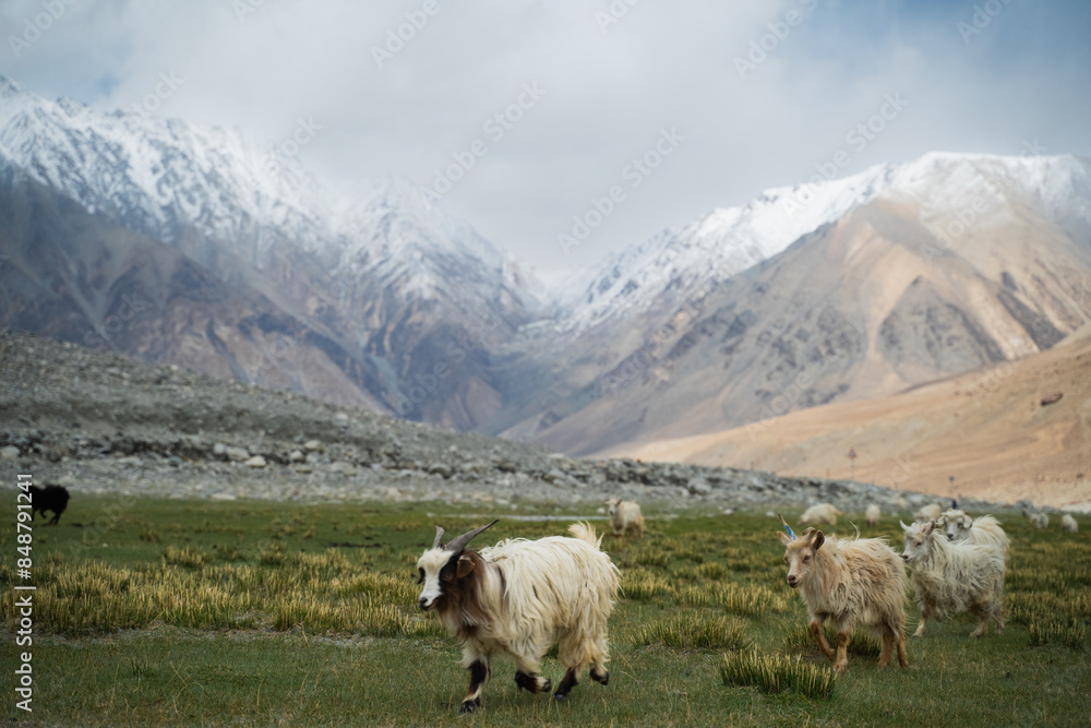 Obraz premium goat, marmot and horse with Himalaya sheep eating grass in highland plateau